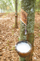 rubber tree