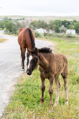 Fototapeta premium Horses walk on a cold day