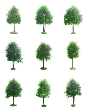 Set of Green Tree Isolated