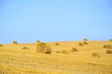 Fototapeta premium Field after Harvest Straw.