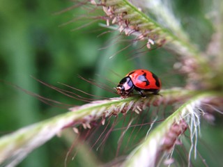 tiny ladybug