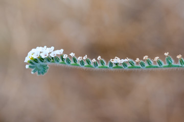 Naklejka premium Single European heliotrope inflorescence