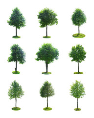 Set of Green Tree Isolated