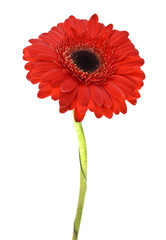Gerbera Flower Isolated on White Background