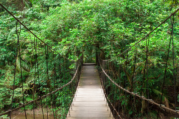 Wooden bridge to the jungle