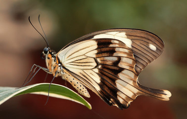 Motyl egzotyczny