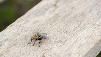 Flies on a wooden floor