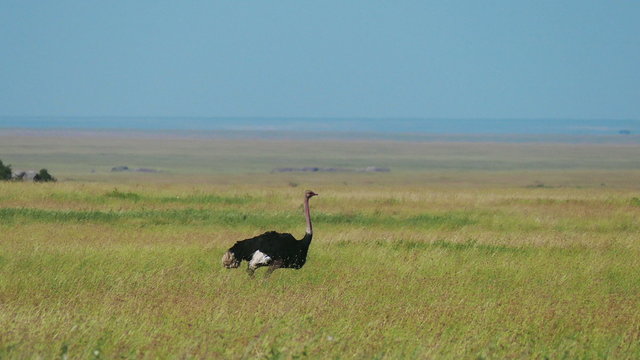 Ostrich walking in savanna safari Serengeti target camera. Tanzania. Africa. Travel tourism adventure in wild savanna nature.