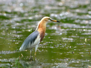 Bird (Chinese Pond Heron) , Thailand