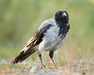 Hooded Crow, Corvus corone cornix