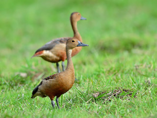 Lesser Whistling-Duck