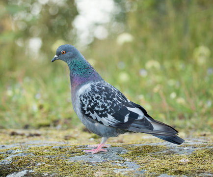 Rock Pigeon (Columba livia) pecking food on the grounds. Helsinki, Finland.