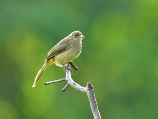 Bird, Thailand