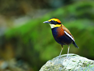 Bird (Banded Pitta) , Thailand