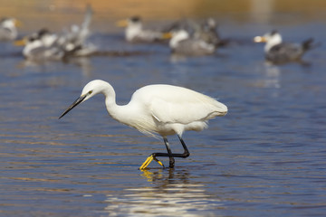 egret hunting