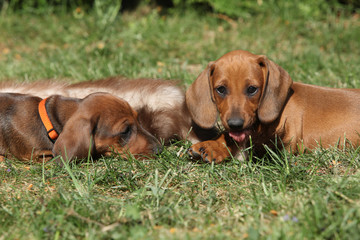 Two amazing Dachshund puppies laying in the garden