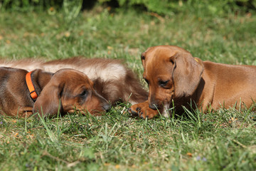 Two amazing Dachshund puppies laying in the garden