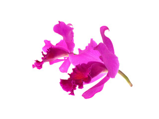 Purple orchid isolated on white background
