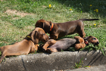 Nice Dachshund puppies laying in the garden