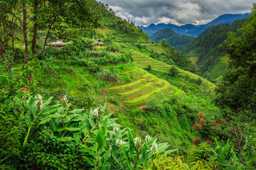 Rice terraces