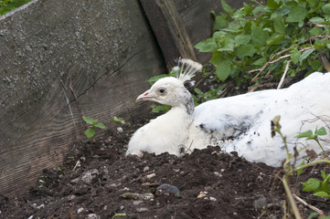 Pavone Comune Photos Royalty Free Images Graphics Vectors Videos Adobe Stock