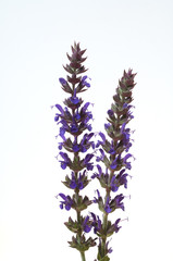 Salvia, nemorosa, ostfriesland, Steppensalbei,
