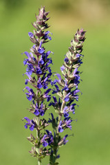 Salvia, nemorosa, ostfriesland, Steppensalbei,