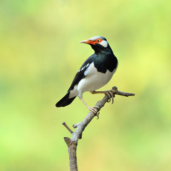 Bird (Asian Pied Starling) , Thailand