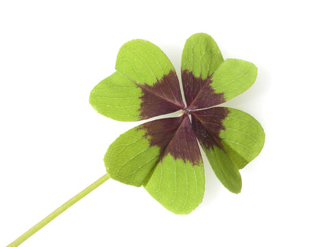 Gluecksklee, Oxalis tetraphylla, Vierblaettriger, Sauerklee