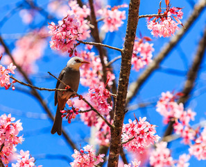Cherry Blossom or Sakura with White-headed Bulbul