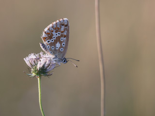 Butterfly Summer
