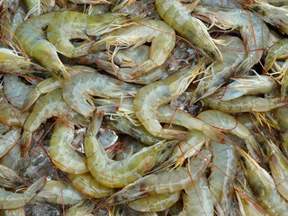 Fresh shrimp