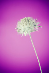 Beautiful white grass flower