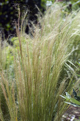 federgras, Stipa, tenuifolia, Zartes,