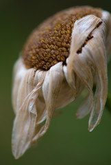 Tournesol en fin de vie