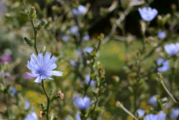 Delicate blue chicory flowers
