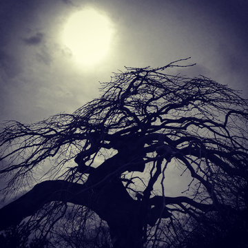 Silhouette of an Asian tree in backlight