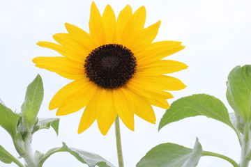 ヒマワリ　大雪山