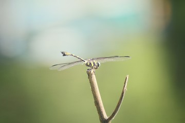 Dragonfly