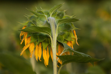 verwelkte Sonnenblume