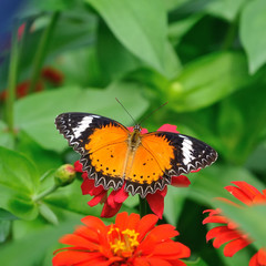 Obraz premium Butterfly (Leopard Lacewing) and flower
