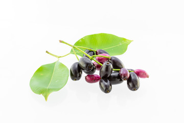 Jambolan plum