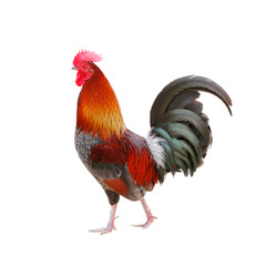 Rooster isolated on white background © panda3800
