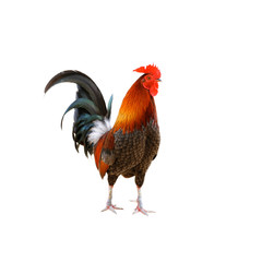 Rooster isolated on white background