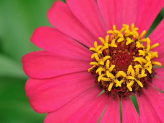  Zinnia flowers in the garden