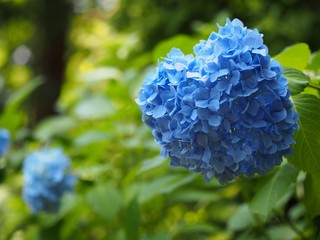 青色の紫陽花