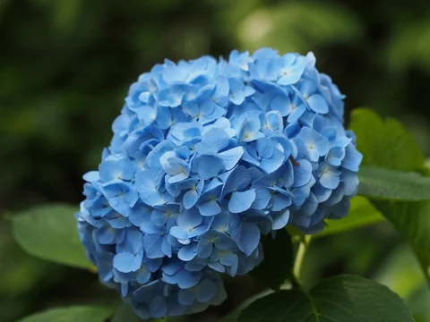 水色の紫陽花 Stock Photo Adobe Stock 水色の紫陽花 Stock Photo Adobe Stock