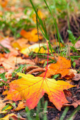 Autumn fallen maple leaf