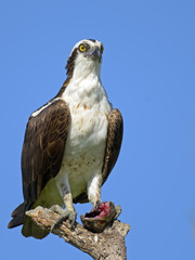 Osprey sitting on Dead Tree with Fish