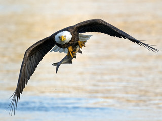 American Bald Eagle in Flight with Large Fish